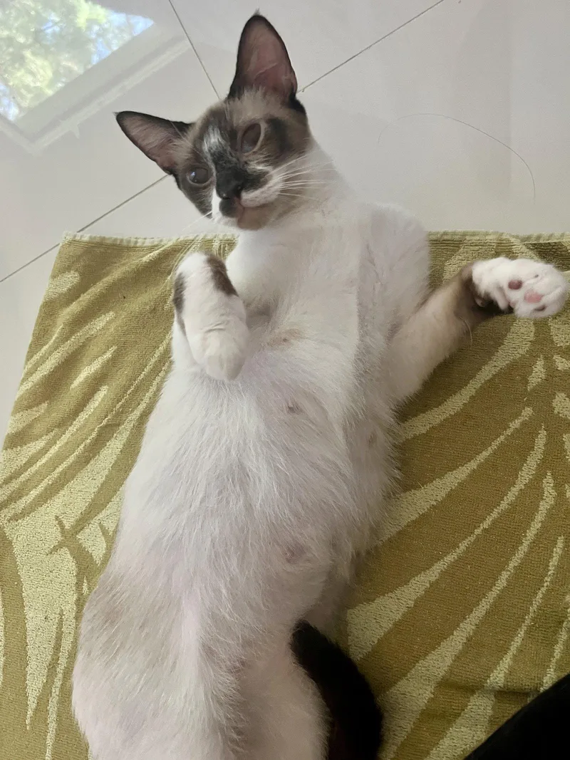 Coconut thumbnail 2