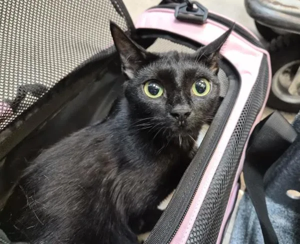 An adult medium-sized female Domestic Short Hair cat named Ms. Beauty for adoption in New York, NY