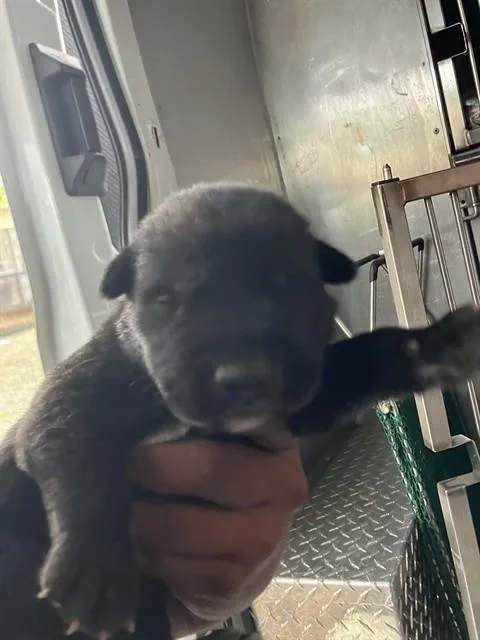 A baby small-sized male Mixed Breed dog named Cedar for adoption in Dallas, TX