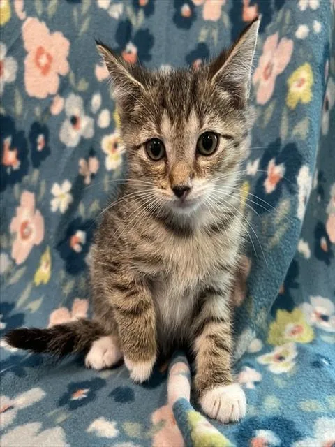 A baby small-sized male Brown / Chocolate Domestic Short Hair cat named Greg for adoption in Tavares, FL