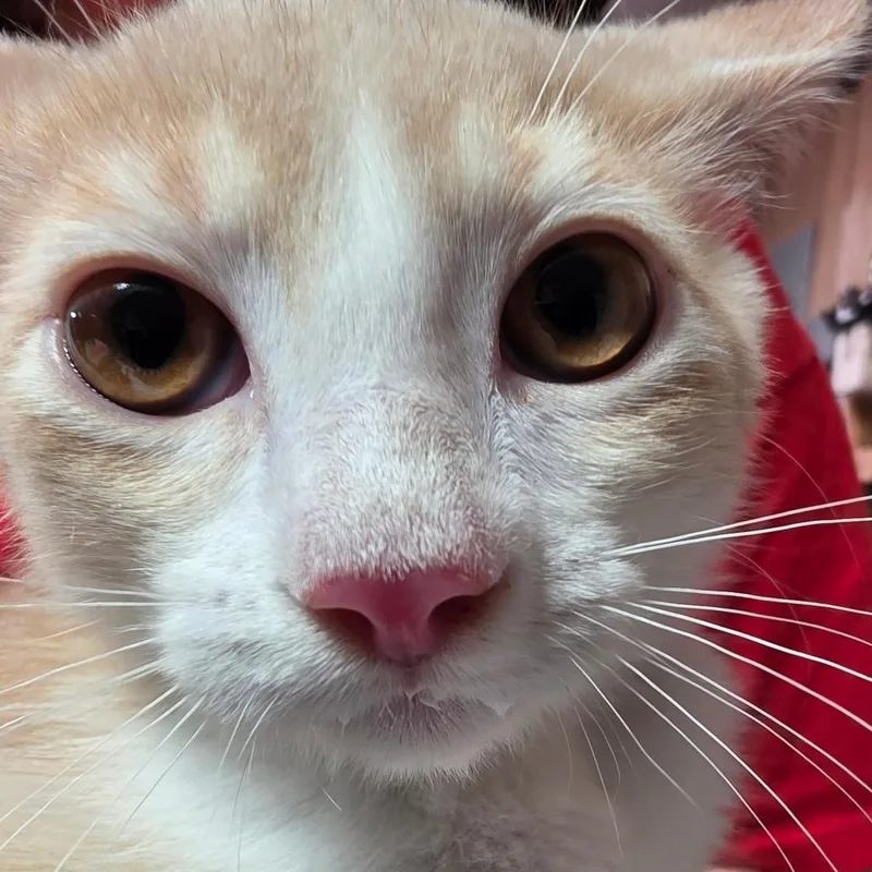 A baby small-sized female Buff / Tan / Fawn Domestic Medium Hair cat named Namine for adoption in Leander, TX