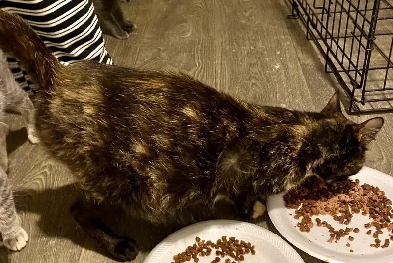 Cleopatra thumbnail 3