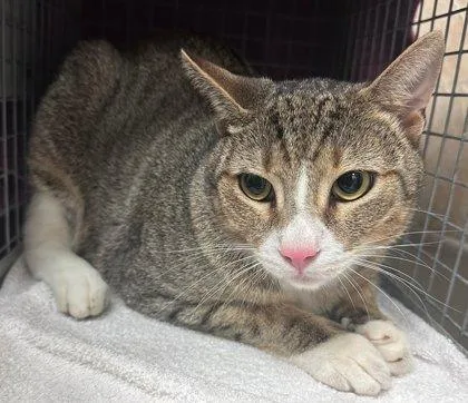 An adult small-sized male Domestic Short Hair cat named Rex for adoption in Honolulu, HI
