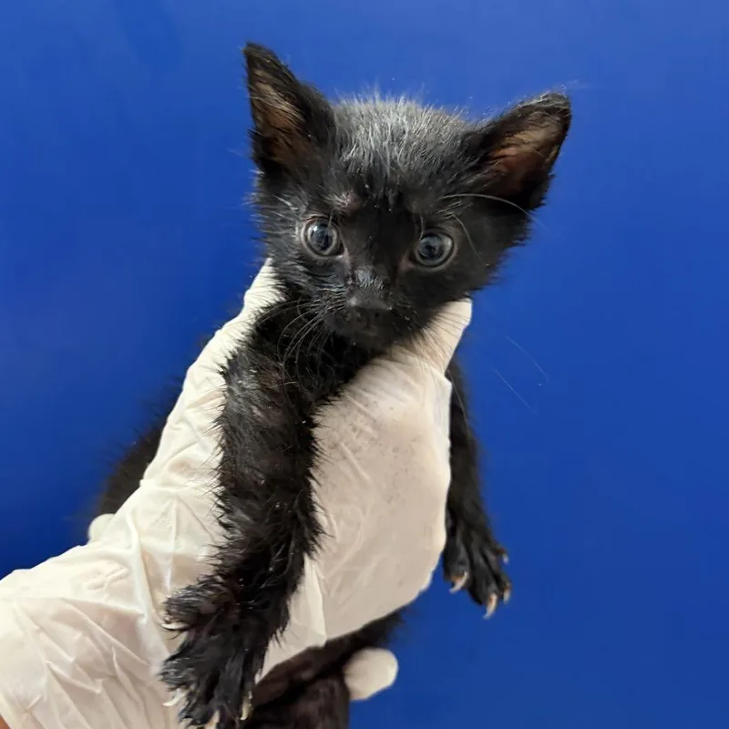 A baby small-sized male Black Domestic Short Hair cat named Jude for adoption in Long Beach, CA