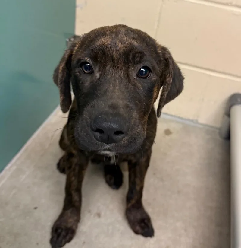 A baby medium-sized female Plott Hound dog named Pebble for adoption in Columbia, IL