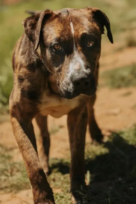Boone