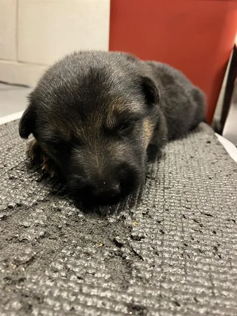A baby large-sized female German Shepherd Dog dog named Cesar for adoption in Dallas, TX