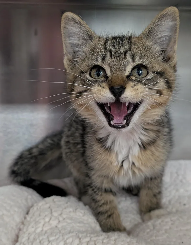 A young small-sized male Domestic Short Hair cat named Mortimer for adoption in New Ulm, MN
