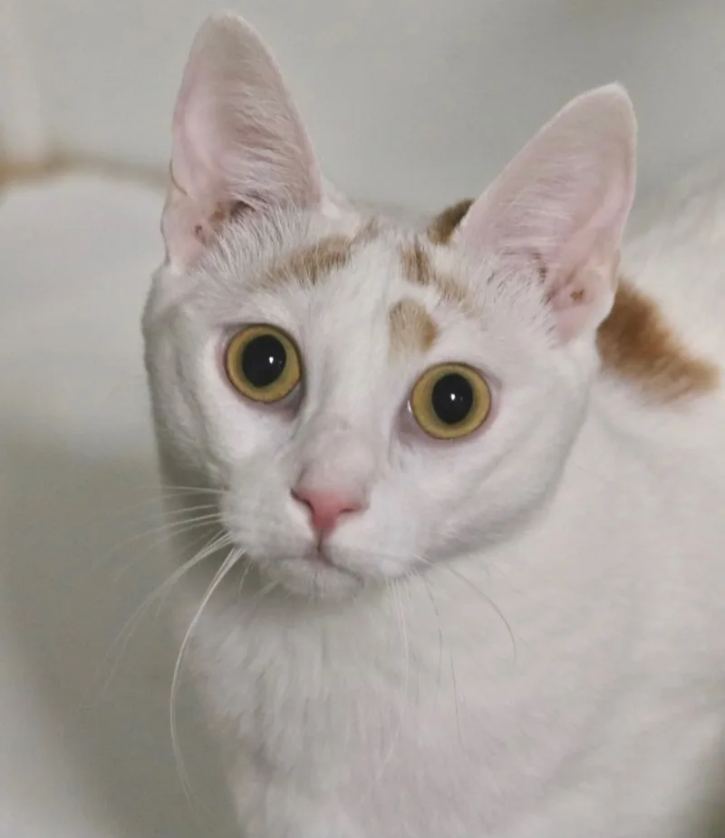 Dorris&dorrito thumbnail 2