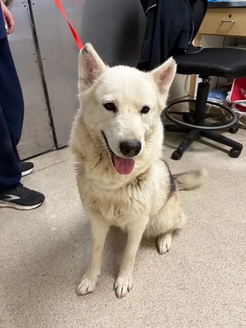 An adult large-sized female Siberian Husky dog named Stassie for adoption in Riverside, CA
