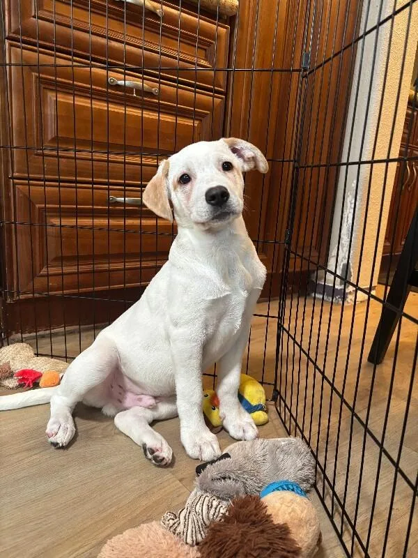 A young medium-sized male White / Cream Great Pyrenees dog named McKinley for adoption in North Bend, WA
