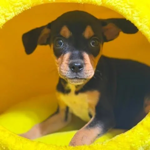 A baby small-sized male Black Mixed Breed dog named Zanie for adoption in Fredericksburg, VA