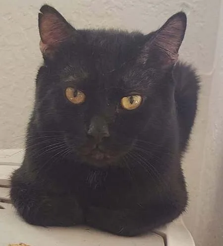 An adult medium-sized male Black Domestic Short Hair cat named Viper for adoption in Anoka, MN