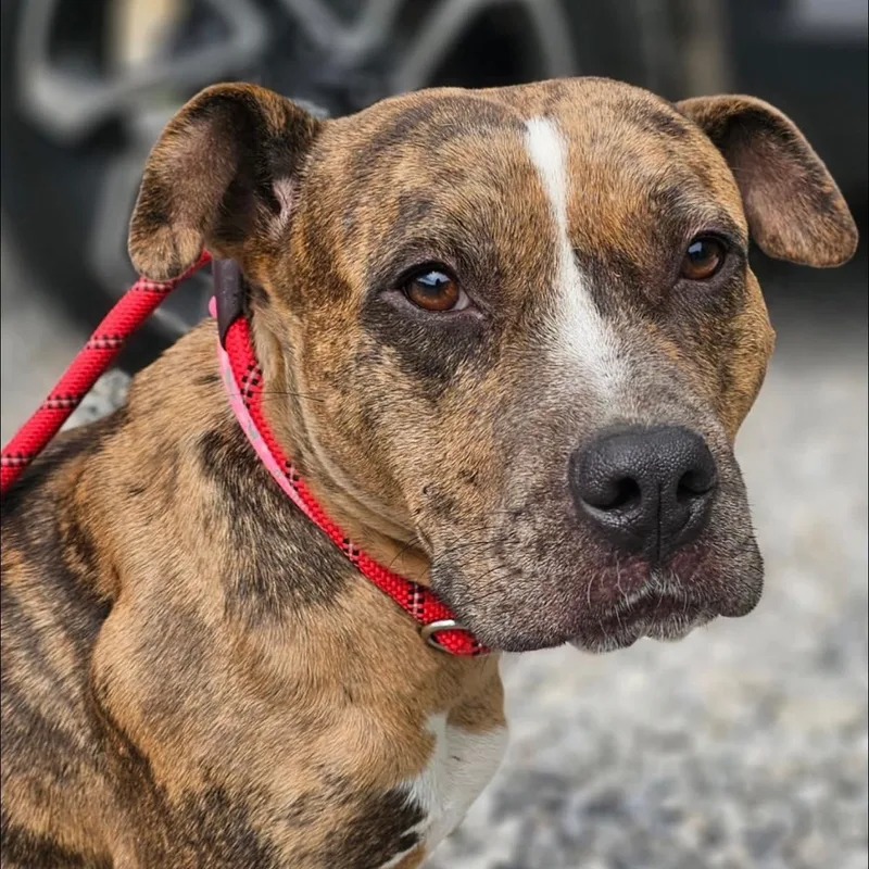 An adult medium-sized female Brindle Mixed Breed dog named Pretty for adoption in Warren, OH