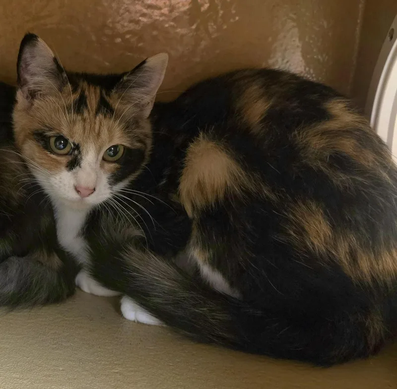 A young medium-sized female Calico cat named Cleo for adoption in Conway, SC