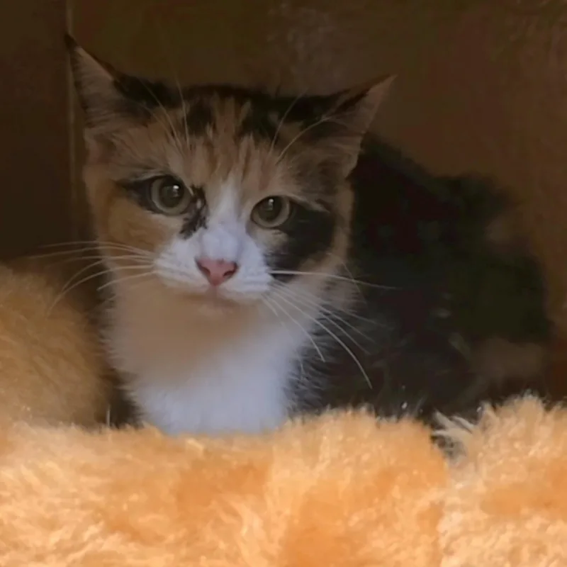 Cleo thumbnail 2