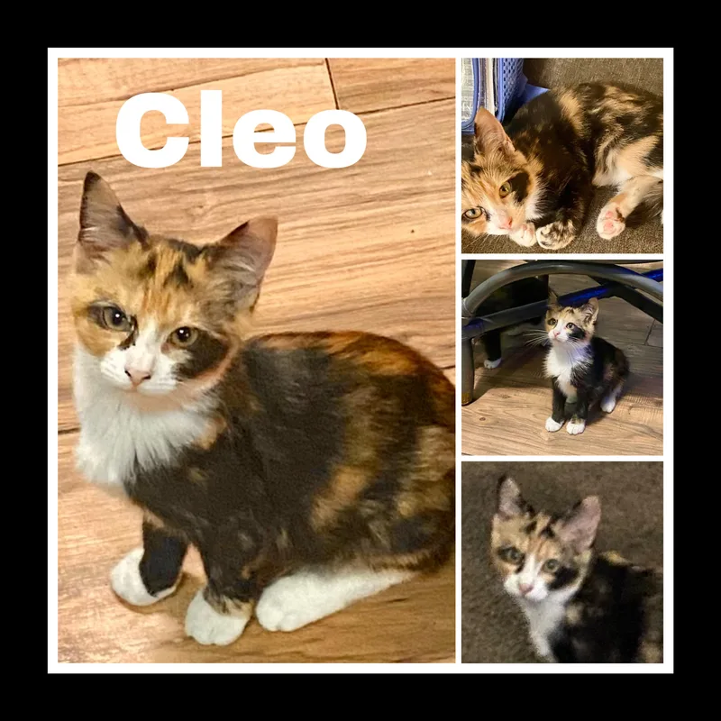 Cleo thumbnail 4