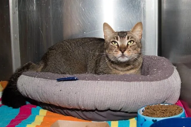 An adult large-sized male Domestic Short Hair cat named Stinker Benton for adoption in Santa Monica, CA