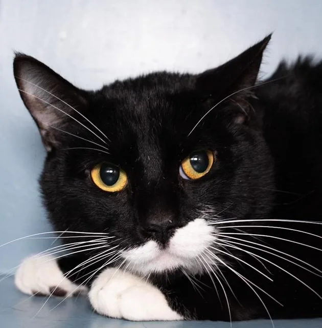 A young medium-sized male Domestic Short Hair cat named Pause for adoption in Boston, MA