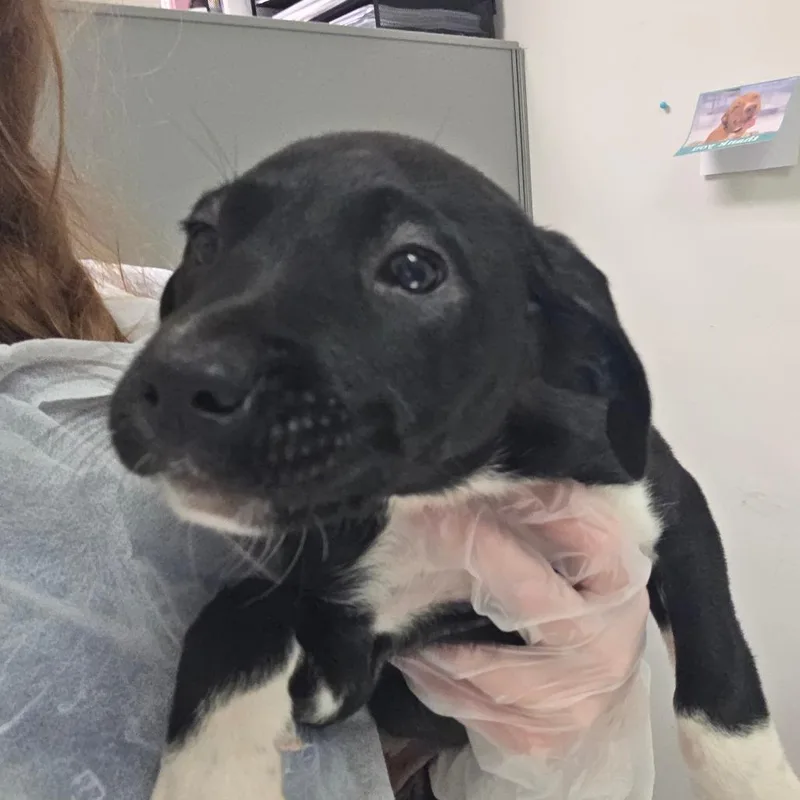 A baby small-sized female Black Mixed Breed dog named Kimberly Moss for adoption in Charleston, WV