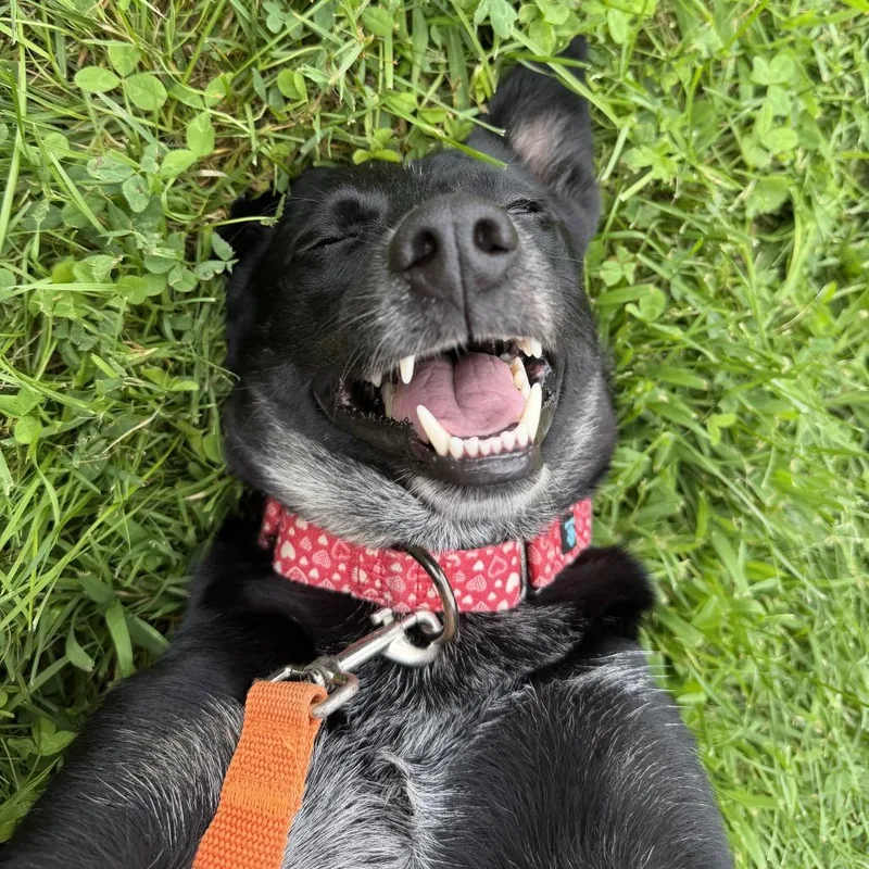 An adult medium-sized female Black Australian Cattle Dog / Blue Heeler dog named Allie for adoption in Sparta, NJ