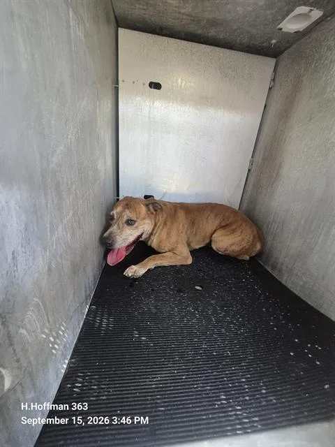 An adult medium-sized male American Staffordshire Terrier dog named Fredrick for adoption in San Antonio, TX