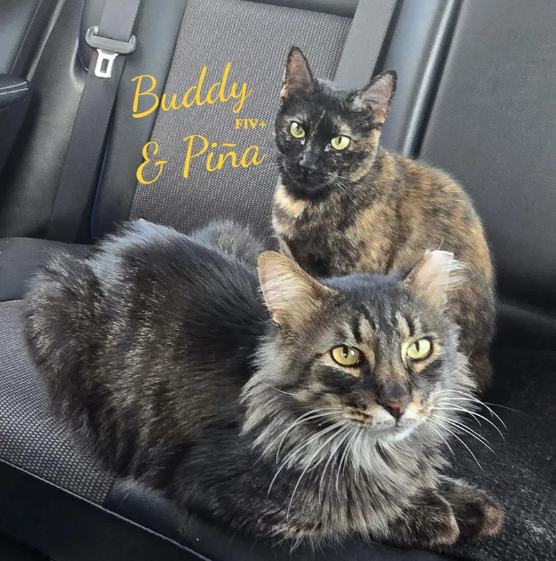 Buddy & Pina bondedpair thumbnail 2