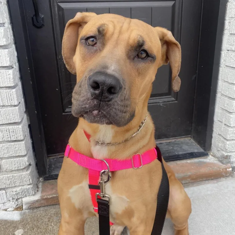 An adult extra large-sized female Brown / Chocolate Black Labrador Retriever dog named Baby Miami for adoption in Long Island City, NY