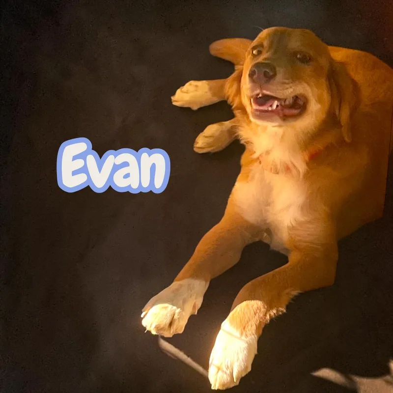 A young medium-sized male Red / Chestnut / Orange Golden Retriever dog named Evan for adoption in Chuckey, TN