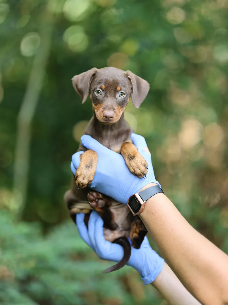 Dani thumbnail 3