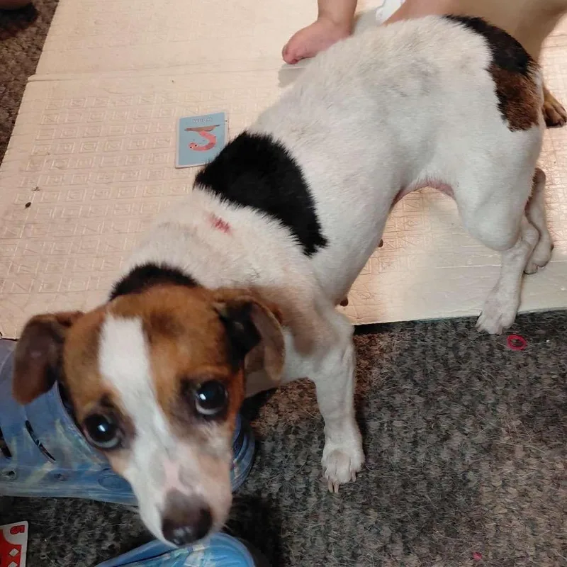 An adult small-sized female White / Cream Jack Russell Terrier dog named Pixie for adoption in Johnstown, PA