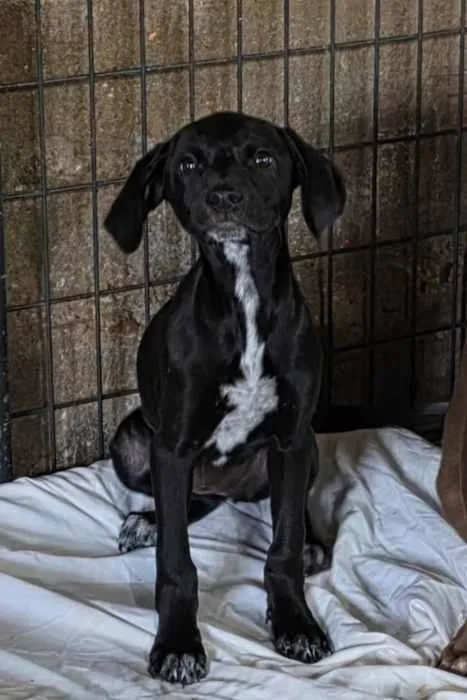 A young medium-sized female Black Australian Cattle Dog / Blue Heeler dog named Kooky for adoption in Watertown, CT