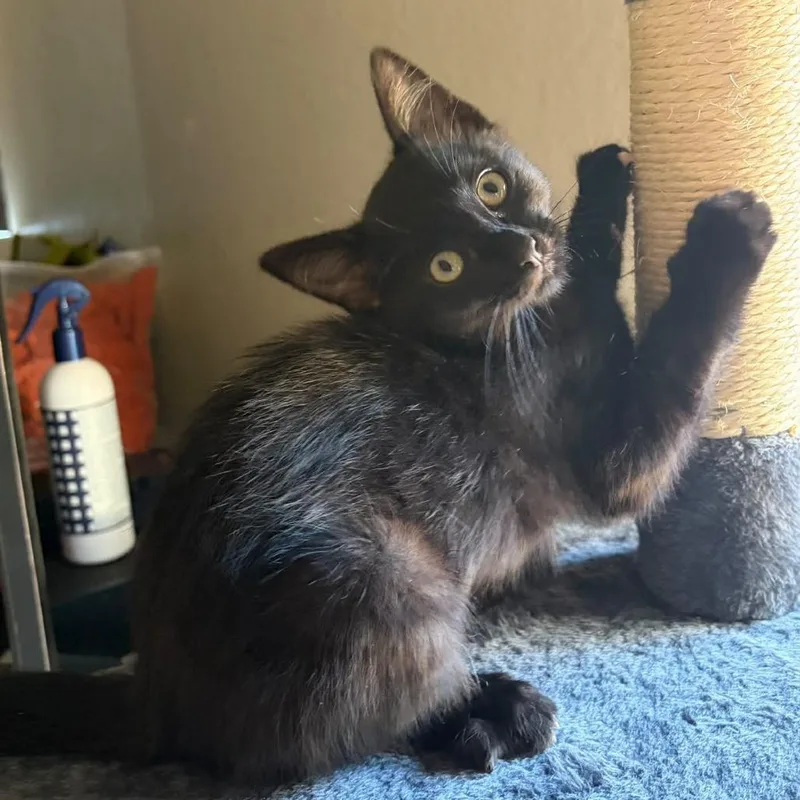 A baby small-sized male Black Domestic Short Hair cat named Figero for adoption in Long Beach, CA