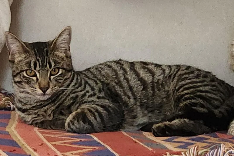 A young medium-sized female Domestic Medium Hair cat named Vera for adoption in Davis, CA