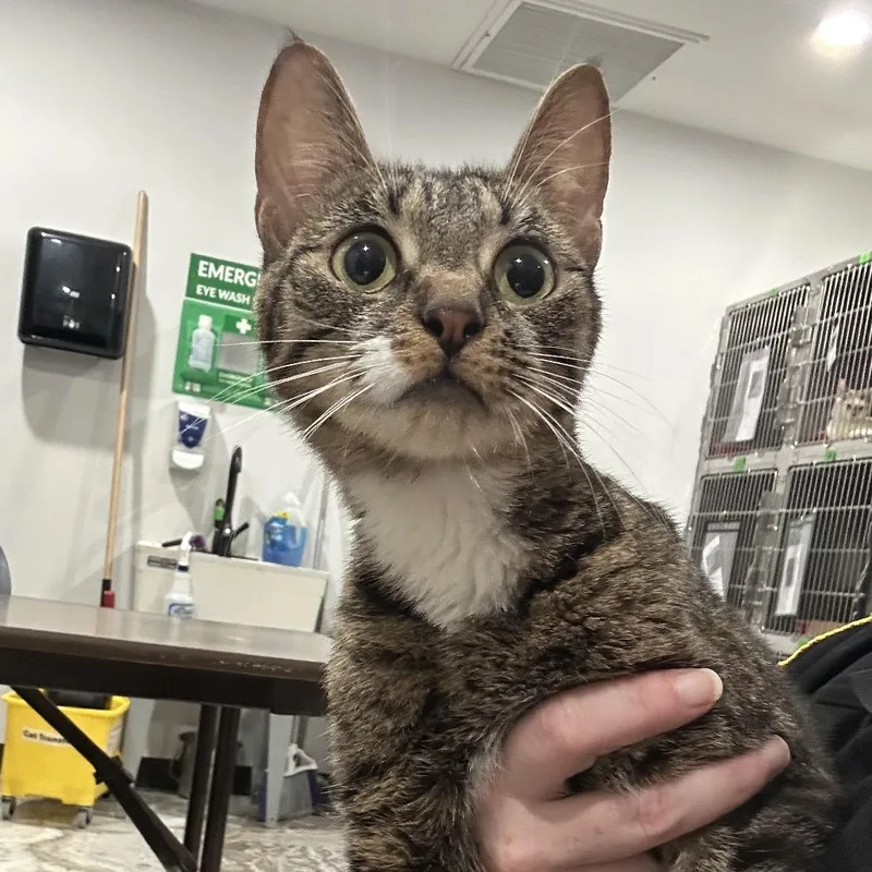 A young small-sized female Brown / Chocolate Domestic Short Hair cat named Slinky for adoption in Newark, NJ