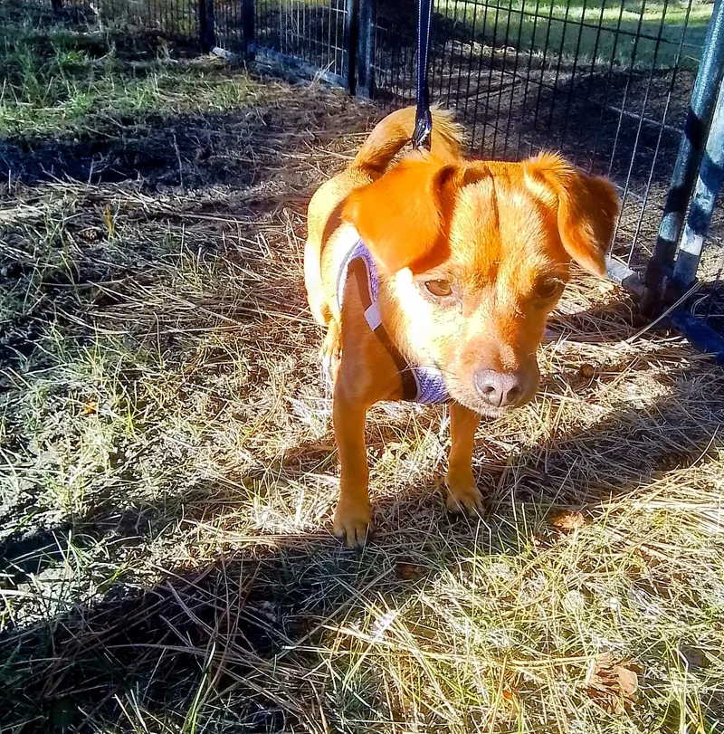 A young small-sized male Dachshund dog named William for adoption in Oroville, WA
