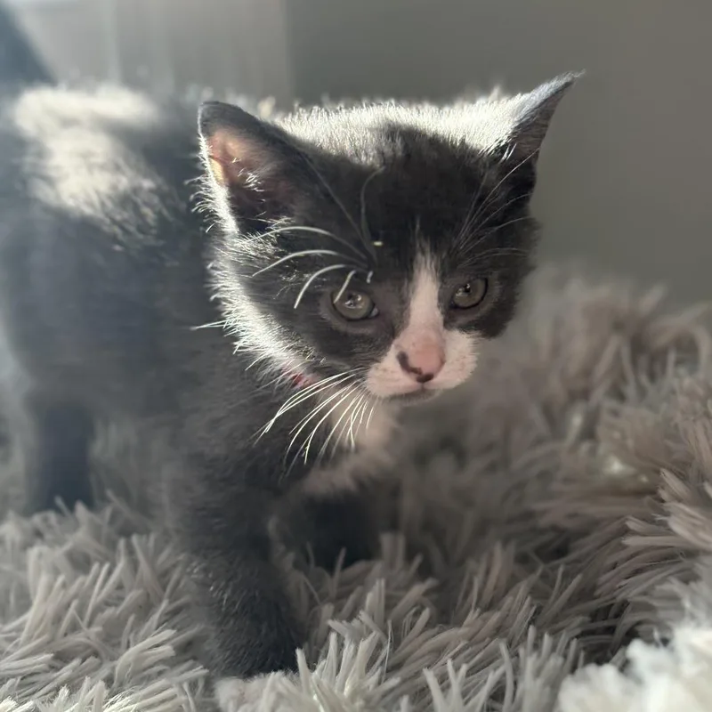A baby small-sized male Gray / Blue / Silver Domestic Short Hair cat named Chopper for adoption in Lexington, KY