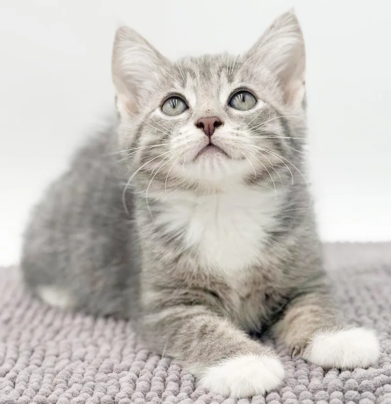 A baby small-sized male Gray & White Tabby cat named Drake is one rockin' for adoption in Bedford Hills, NY