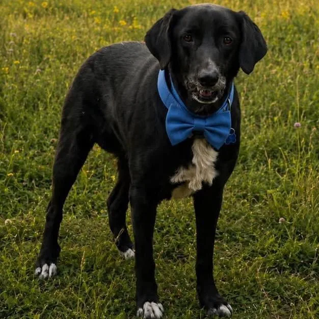 An adult large-sized male Labrador Retriever dog named Nic for adoption in Grand Bay, AL