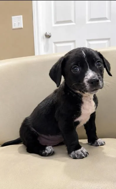 A baby small-sized male Black Beagle dog named Donnie Dynamite for adoption in Andover, MA