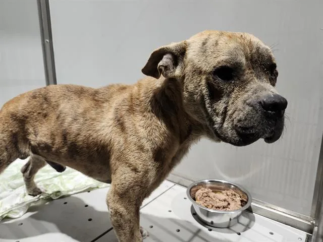 A young medium-sized male American Staffordshire Terrier dog named Theodore for adoption in San Antonio, TX