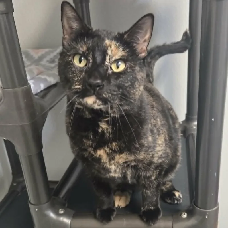 Claw And Scout Bonded thumbnail 2