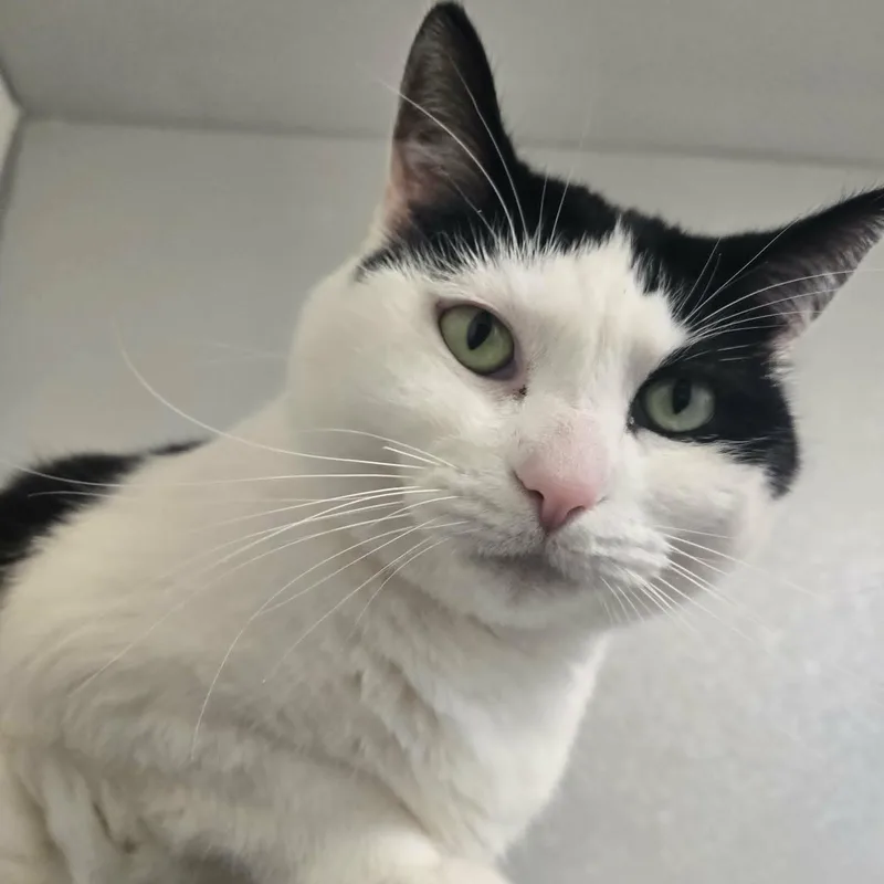 Claw And Scout Bonded thumbnail 3