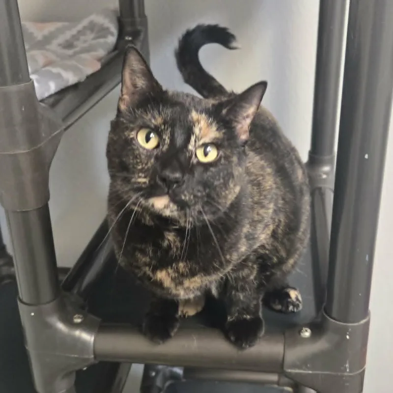 Claw And Scout Bonded