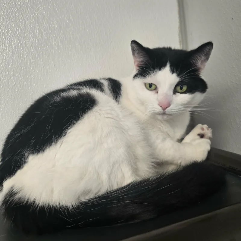 Claw And Scout Bonded thumbnail 4