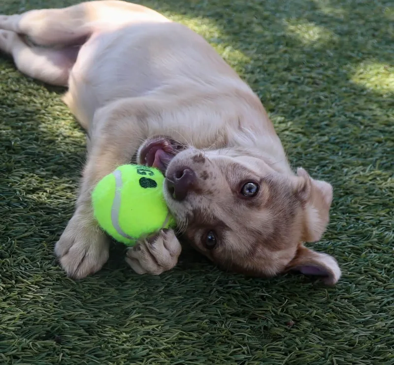 A baby medium-sized female Catahoula Leopard Dog dog named Boppity for adoption in Southlake, TX