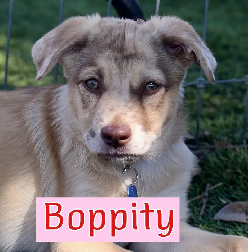 Boppity thumbnail 3