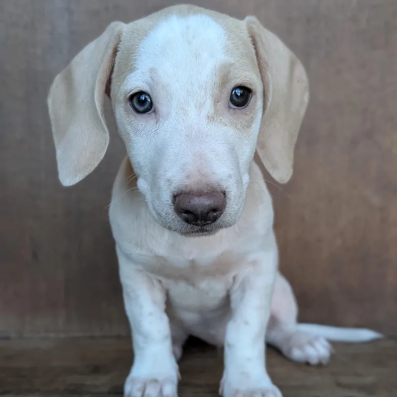 A baby small-sized female White / Cream Dachshund dog named Twister for adoption in Fredericksburg, TX