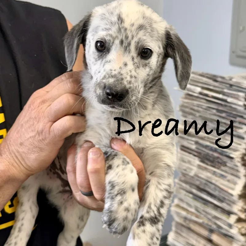A baby large-sized male Harlequin Labrador Retriever dog named Dreamy for adoption in Wilmington, OH