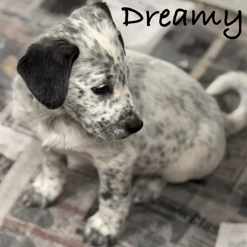 Dreamy thumbnail 3